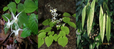 1-s2.0-S037887411100002X-gr1